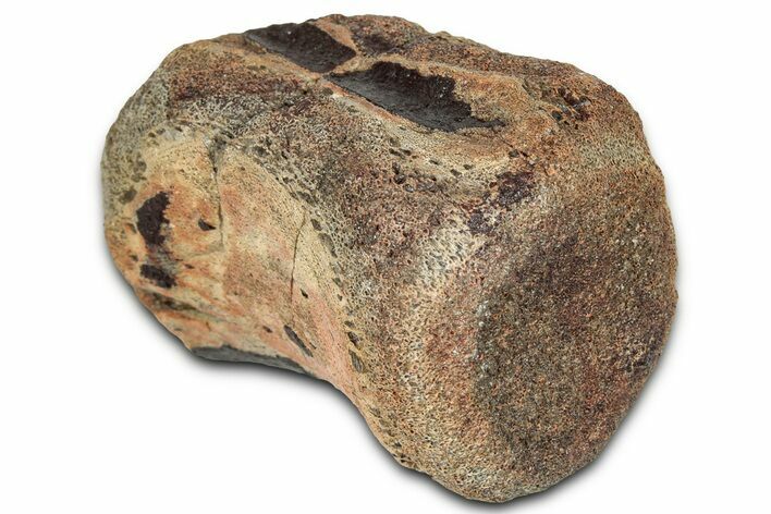 Fossil Nodosaurid Dinosaur (Sauropelta) Caudal Vertebra - Montana #325122